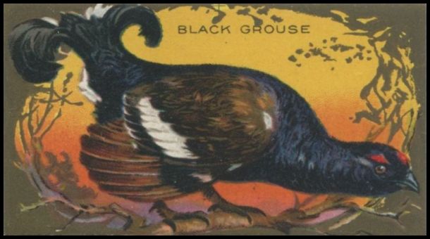 7 Black Grouse
